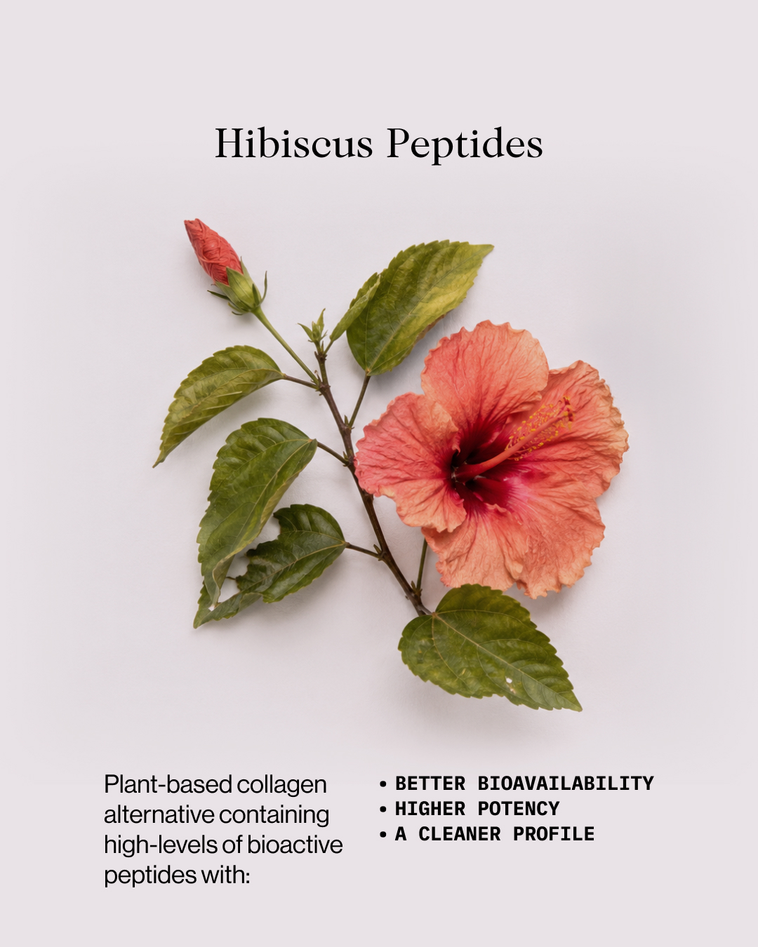 Hibiscus botanical inspiration for RENEWED